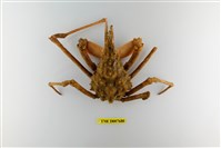 藏品(乳頭長腿蟹)的圖片